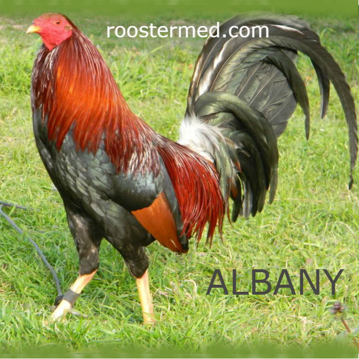 ../ImgThumblnails/R-Albany.jpg