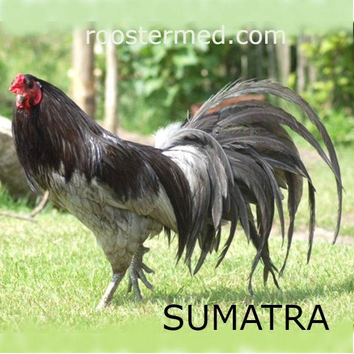 ../ImgThumblnails/R-Sumatra.jpg